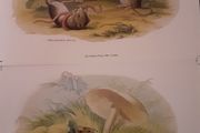 Nice selection of animal and bird print's