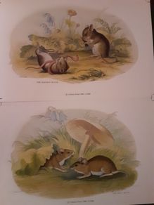 Nice selection of animal and bird print's