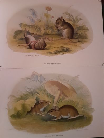 Nice selection of animal and bird print's