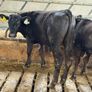 Aberdeen Angus Bulls Image 4