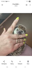Hedgehog