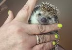 Hedgehog