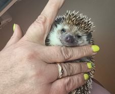 Hedgehog