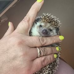 Hedgehog