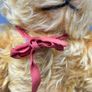 Vintage c.1950 British Chiltern Hugmee-Style Golden Mohair Teddy Bear - 30cm Image 3