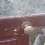 exterior wood door Image 2
