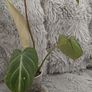 Philodendron Gloriosum Image 6