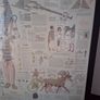 Tutankhamun -  Large Framed Print Image 6