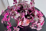 Callisia repens/ pink panther plant