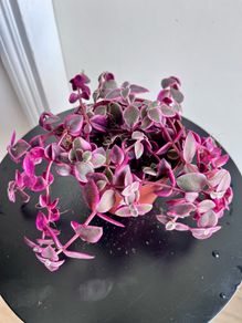 Callisia repens/ pink panther plant