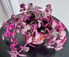 Callisia repens/ pink panther plant