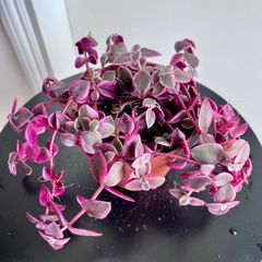 Callisia repens/ pink panther plant