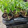 Tomato Plants One Euro Each Image 3