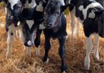 Friesian Bull Calves For Sale