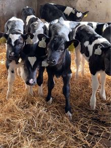 Friesian Bull Calves For Sale