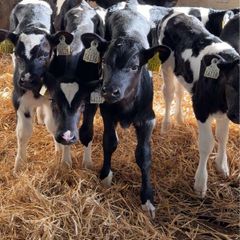 Friesian Bull Calves For Sale