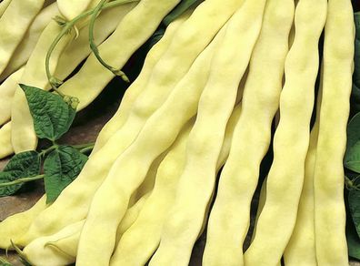 (B) Pole Beans Goldmarie seeds 15g (124121)