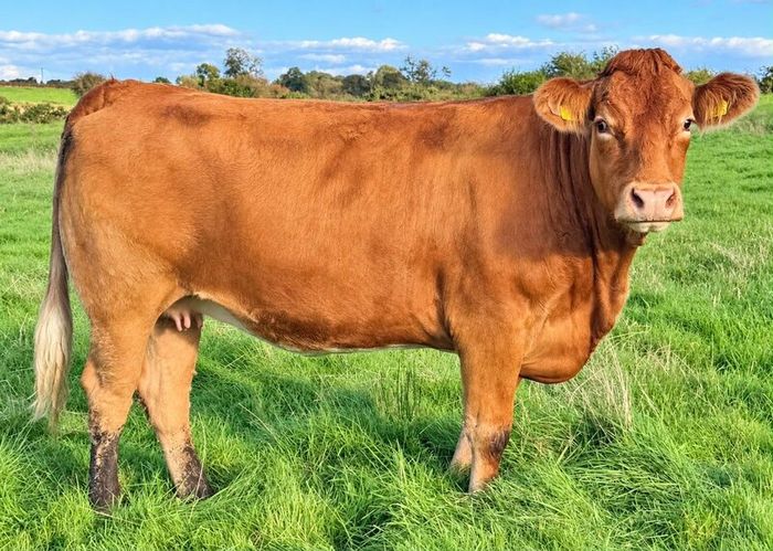35 In-Calf Heifers for Sale Balla Mart 17 Oct