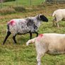 Organic Sheep Image 3