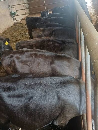 Angus weanlings