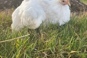 White pekin bantam