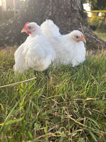 White pekin bantam
