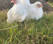 White pekin bantam
