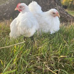 White pekin bantam