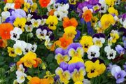 Viola Pansy seeds mixed colours