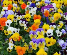 Viola Pansy seeds mixed colours