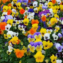 Viola Pansy seeds mixed colours