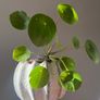 Chinese Money plant Image 2