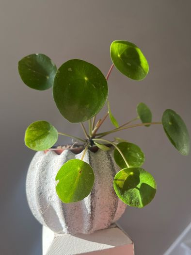 Chinese Money plant