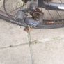 bike Image 8