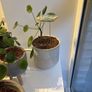 Plants with pots Image 4