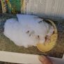 Paperback book,West highland Terriers, Image 3