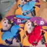 Cat Harness & Leash Angel Wings Harness Image 4