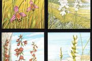 1993 Ireland Fauna &amp; Flora Irish Orchids Commemorative Stamps Maximum Cards Mint