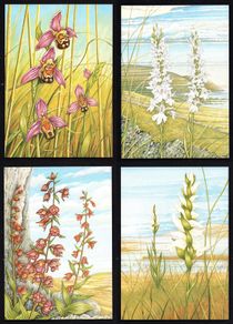 1993 Ireland Fauna & Flora Irish Orchids Commemorative Stamps Maximum Cards Mint