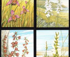 1993 Ireland Fauna & Flora Irish Orchids Commemorative Stamps Maximum Cards Mint