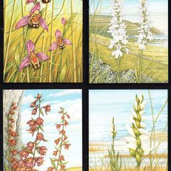 1993 Ireland Fauna & Flora Irish Orchids Commemorative Stamps Maximum Cards Mint