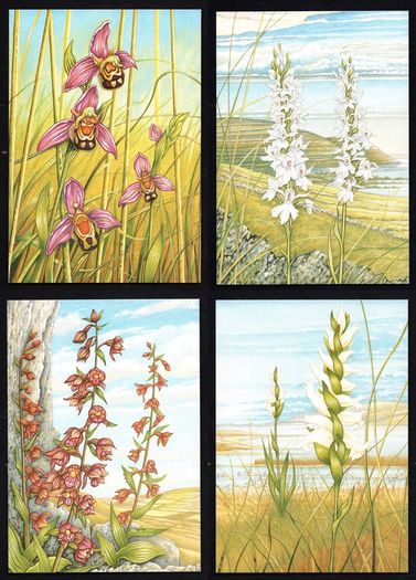 1993 Ireland Fauna & Flora Irish Orchids Commemorative Stamps Maximum Cards Mint