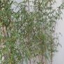 Massive tropical plant bundle Image 6