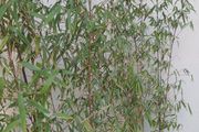 2x Fargesia jiuzhaigou bamboo in planters