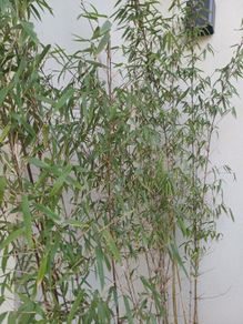 2x Fargesia jiuzhaigou bamboo in planters