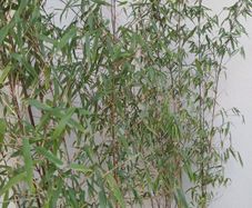 2x Fargesia jiuzhaigou bamboo in planters