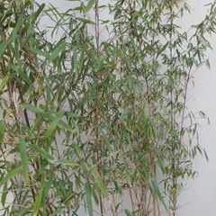 2x Fargesia jiuzhaigou bamboo in planters