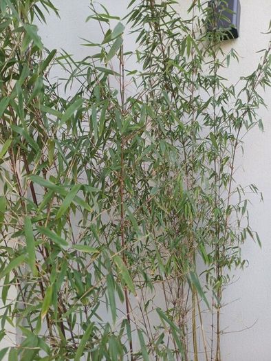 2x Fargesia jiuzhaigou bamboo in planters