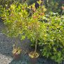 Large Shrubs and Trees Image 5