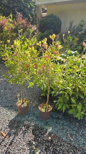 Large Shrubs and Trees